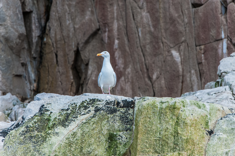 Image of Glaucous Gull