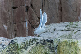 Image of Glaucous Gull