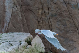 Image of Glaucous Gull