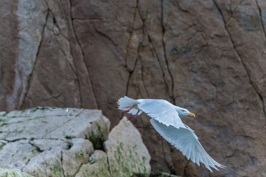 Image of Glaucous Gull