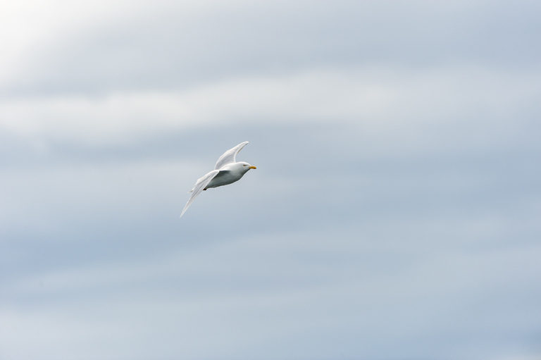 Image of Glaucous Gull