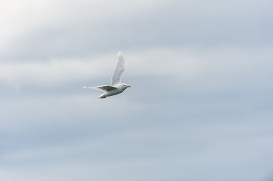 Image of Glaucous Gull