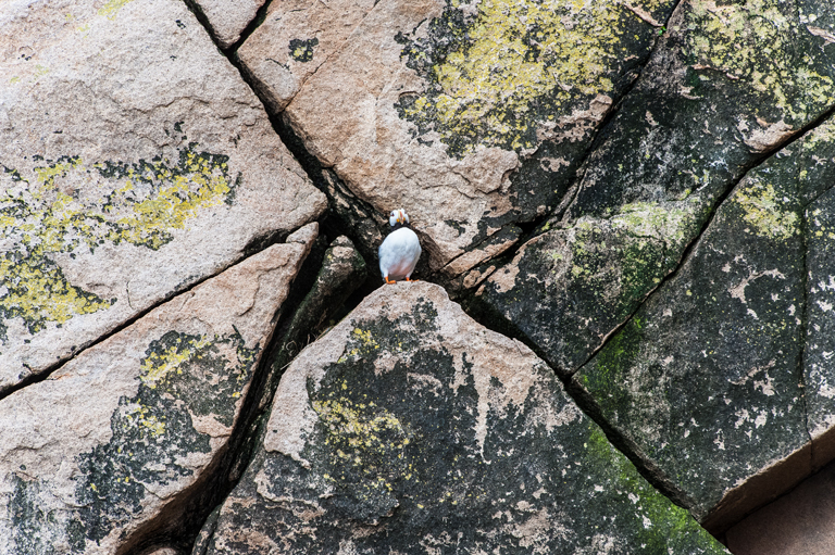 Image of Horned Puffin