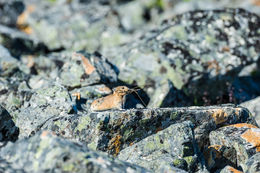 Image of Northern Pika