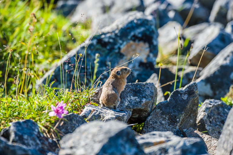 Image of Northern Pika