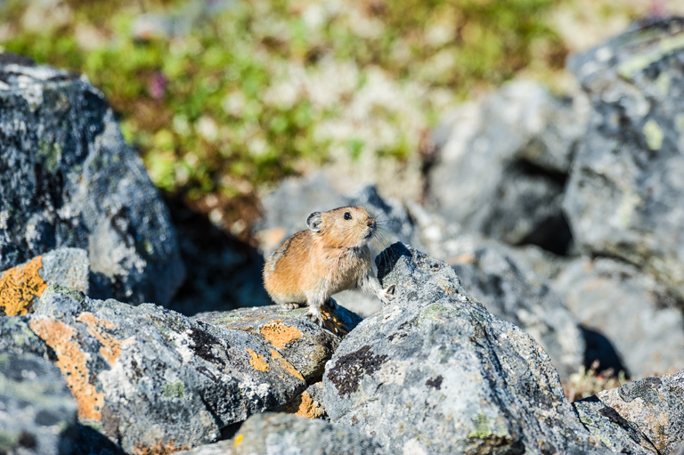 Image of Northern Pika