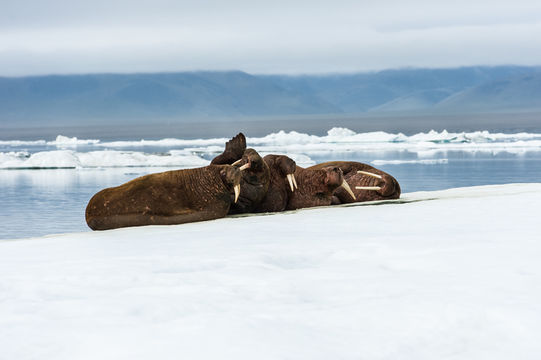 Image of Walrus