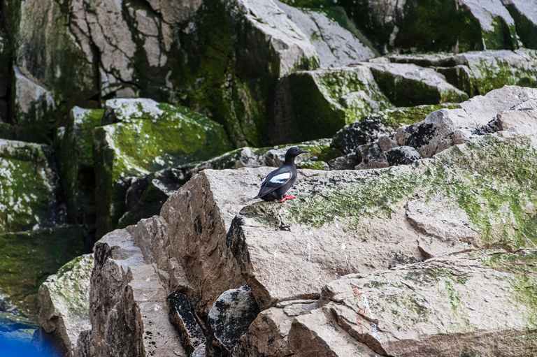 Image of Pigeon Guillemot