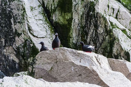 Image of Pigeon Guillemot