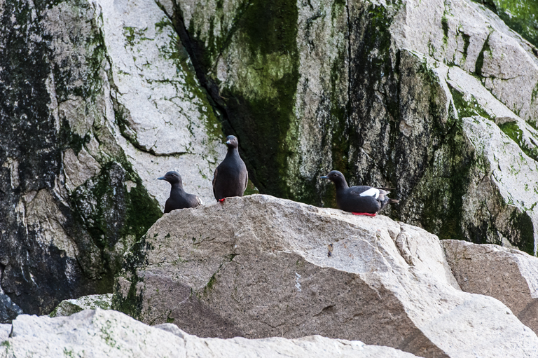 Imagem de Cepphus columba Pallas 1811