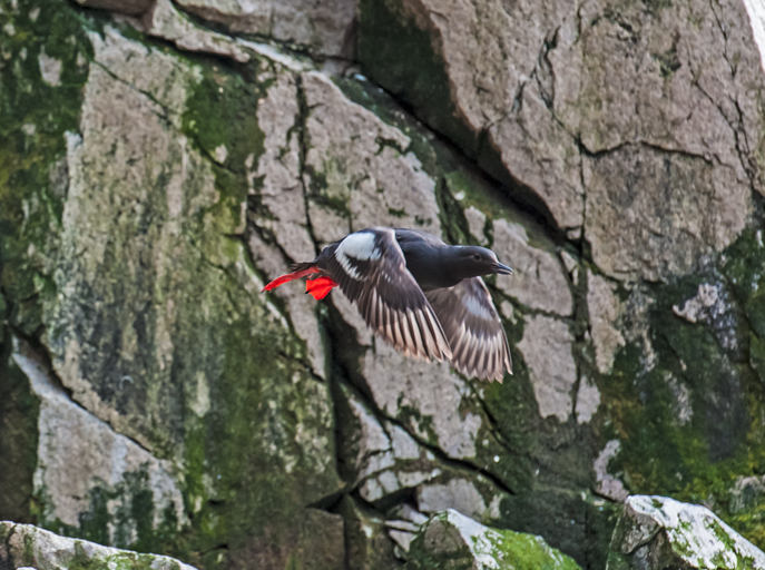 Image of Pigeon Guillemot