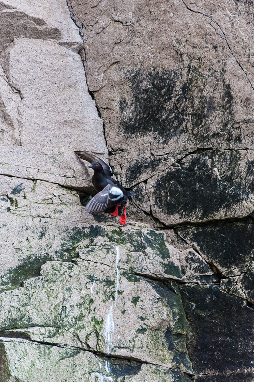 Image of Pigeon Guillemot