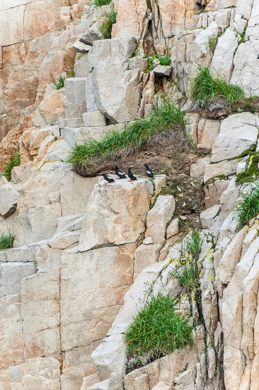 Image of Pigeon Guillemot