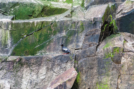 Image of Pigeon Guillemot