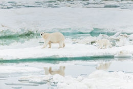 Image of polar bear