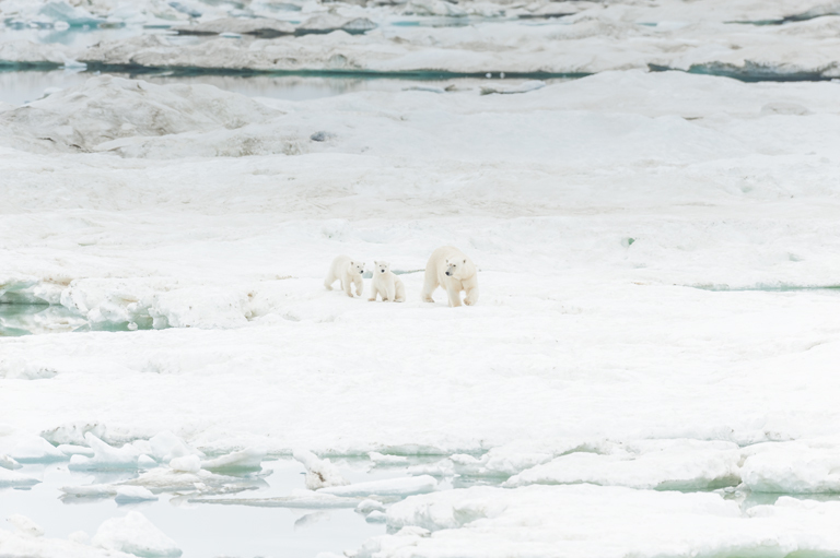 Image of polar bear