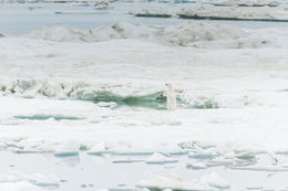 Image of polar bear