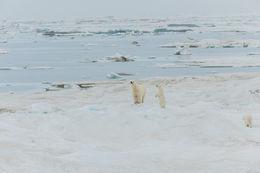 Image of polar bear