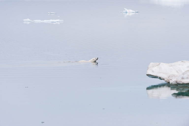 Image of polar bear