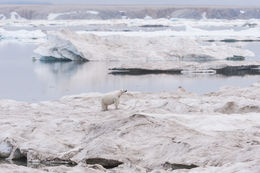 Image of polar bear