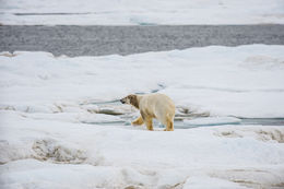 Image of polar bear