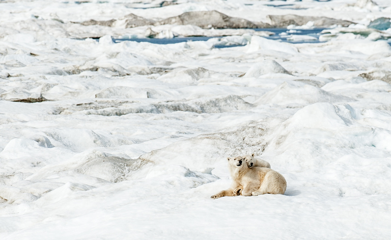 Image of polar bear