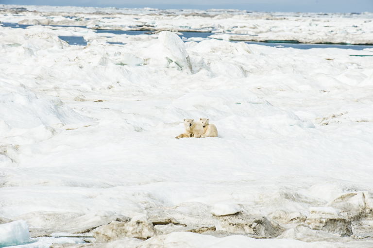 Image of polar bear