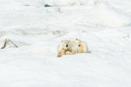 Image of polar bear