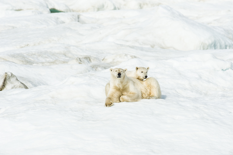 Image of polar bear