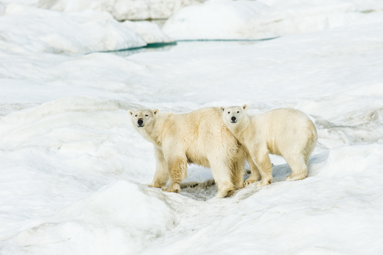 Image of polar bear