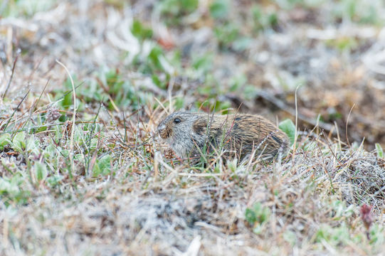 Image of BROWN LEMMING