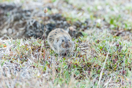 Image of BROWN LEMMING