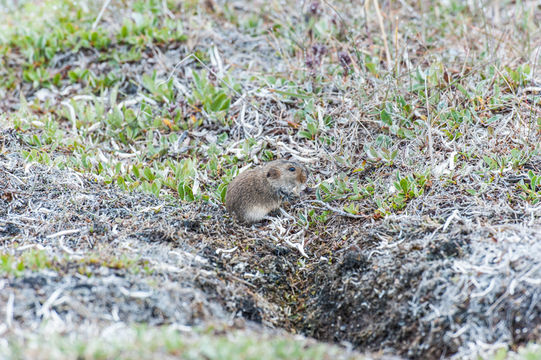 Image of BROWN LEMMING