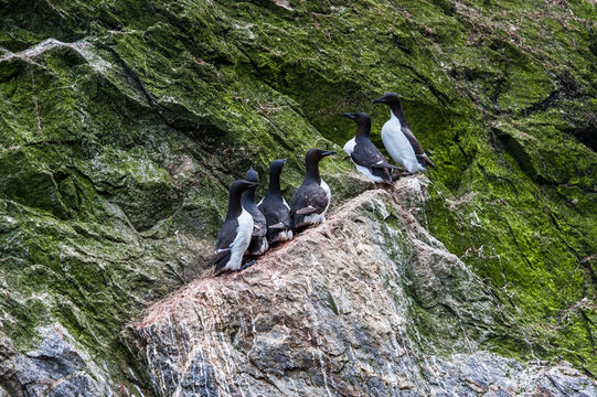 Image of Brünnich's Guillemot