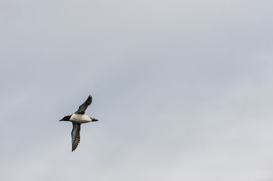 Image of Brünnich's Guillemot