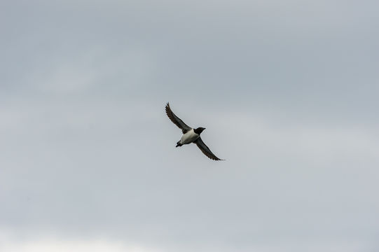 Image of Brünnich's Guillemot