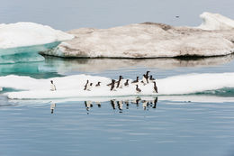 Image of Brünnich's Guillemot