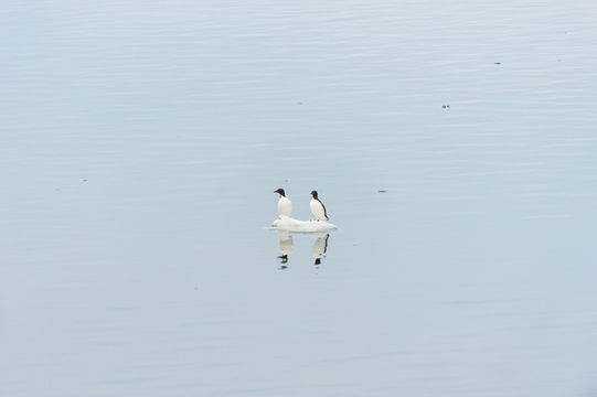 Image of Brünnich's Guillemot