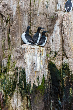 Image of Brünnich's Guillemot