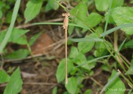 Image of Lestes umbrinus Selys 1891