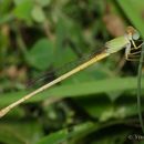 Image of Ceriagrion Selys 1876