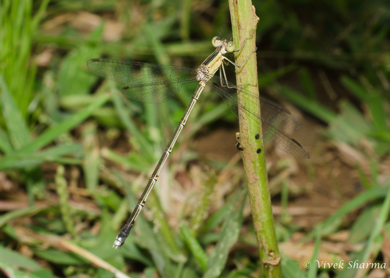 Image of Lestes viridulus Rambur 1842