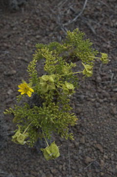 Image of Floreana daisy