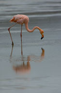 Image of American Flamingo