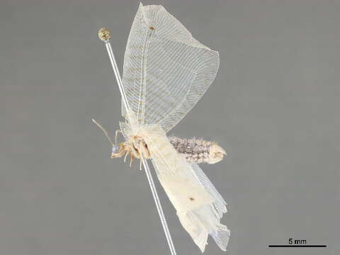 Image of silky lacewings