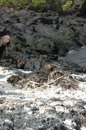 Image of Flightless Cormorant