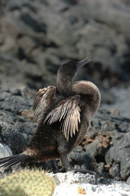 Image of Flightless Cormorant