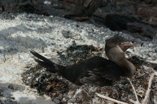 Image of Flightless Cormorant