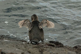 Image of Flightless Cormorant