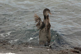 Image of Flightless Cormorant